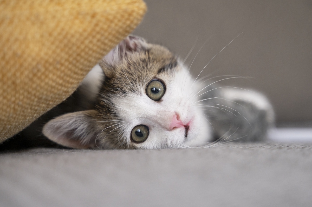 Котенок красивый