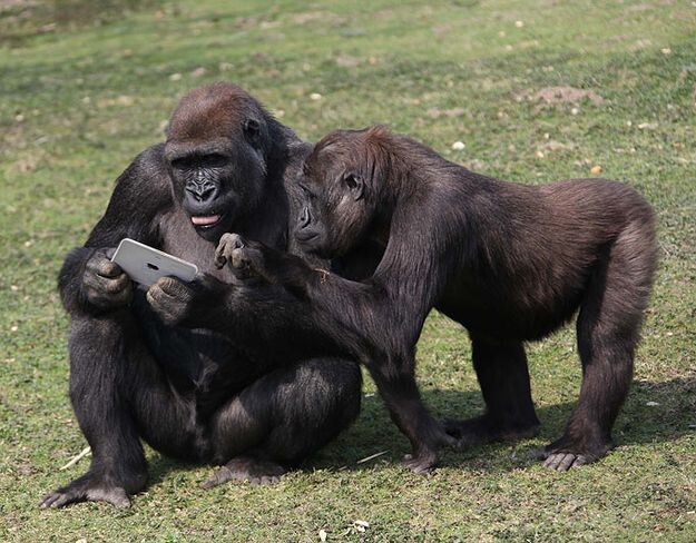 Гориллы изучают гаджет. Кажется, они ничем от нас не отличаются, верно? Фото из Pinterest
