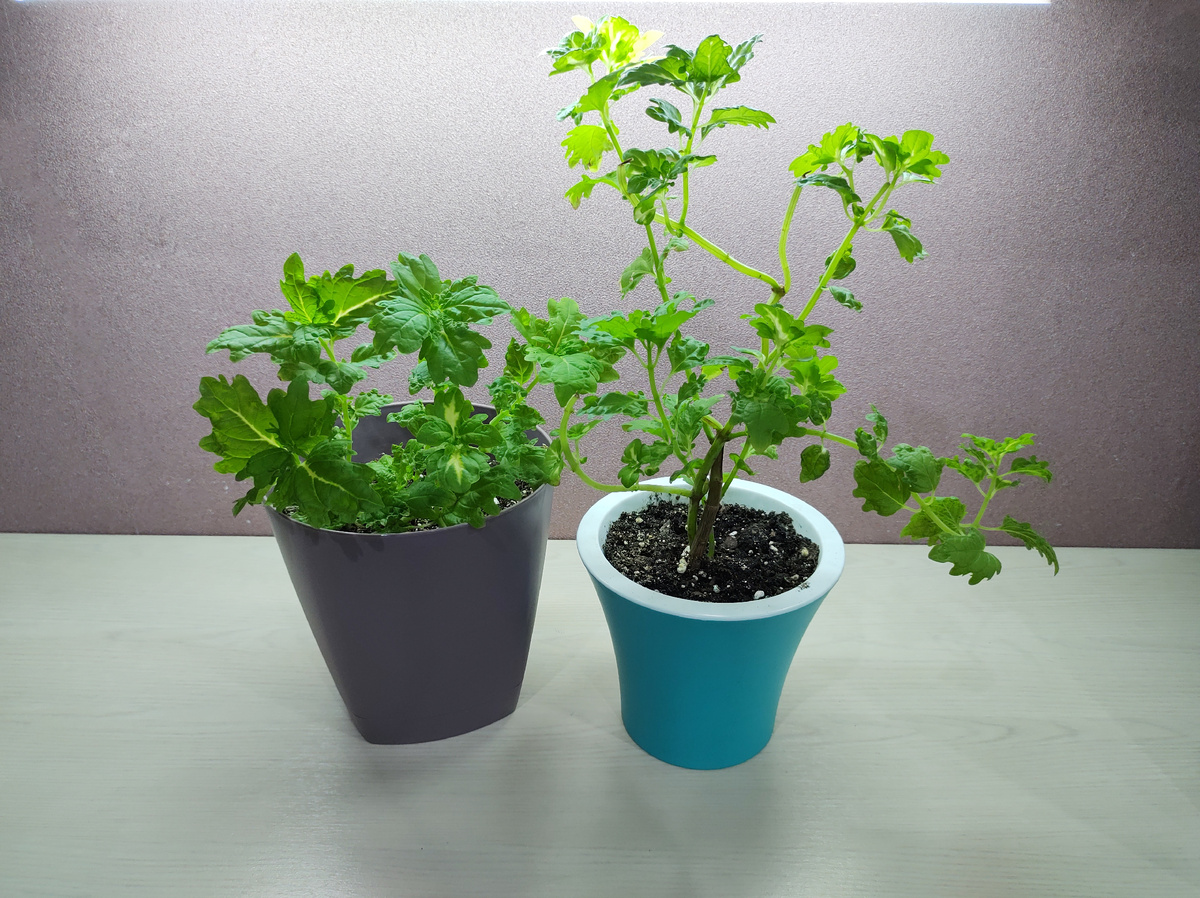 Пробую один сформировать в виде кустика, а другой в виде деревца