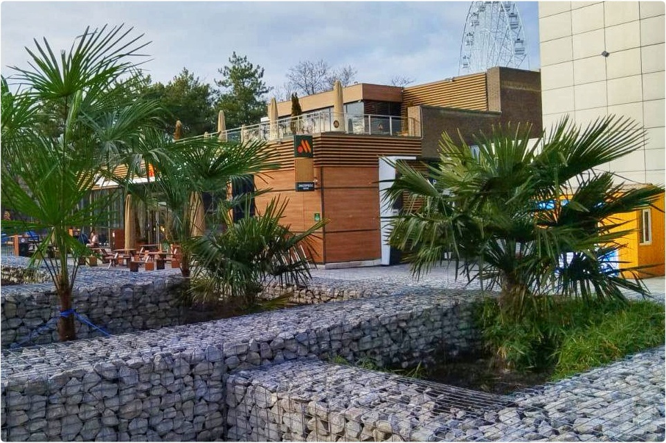 Наши новые пальмы в Анапе (февраль 2025)