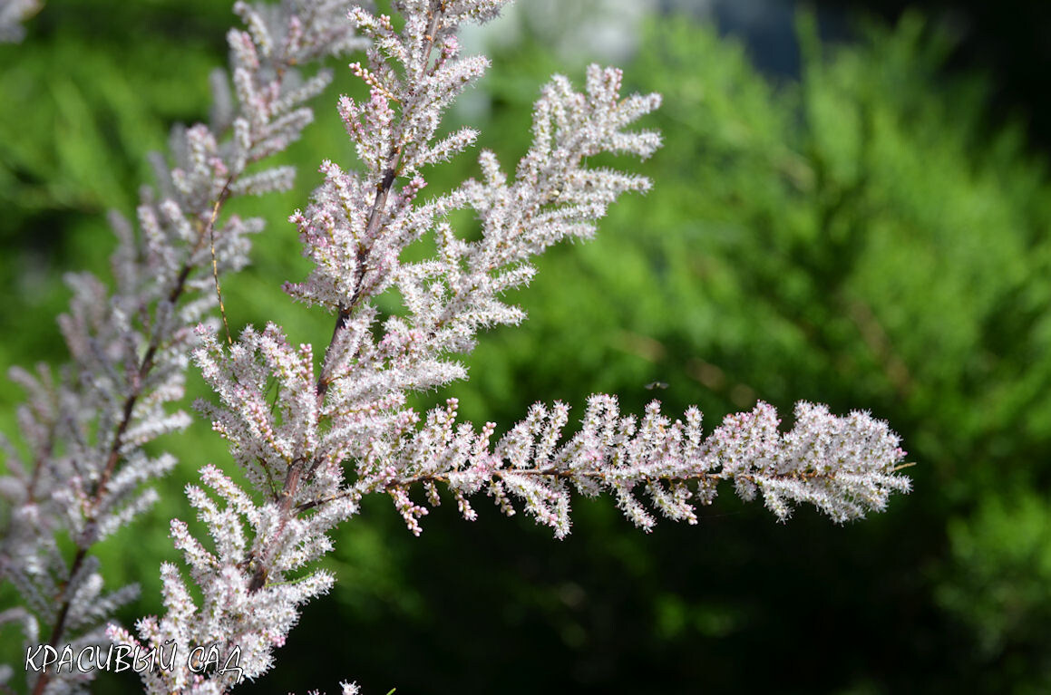 Тамарикс в моём саду