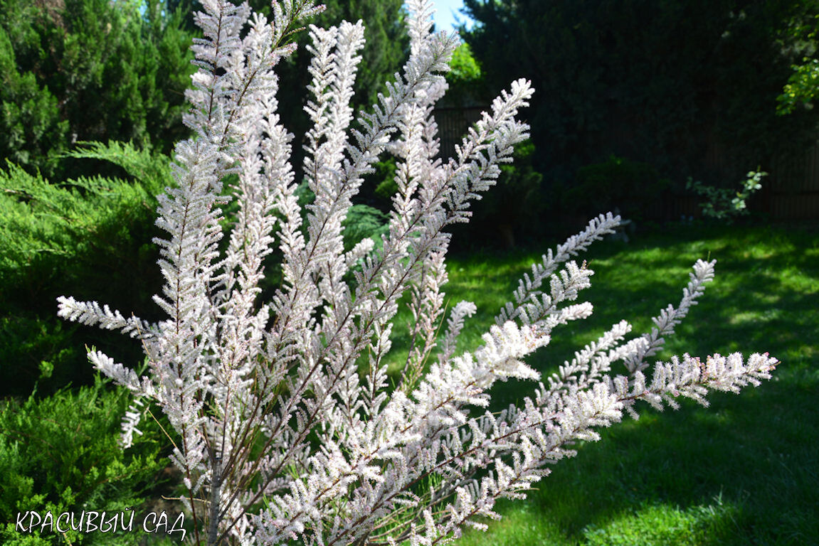 Тамарикс в моём саду в апреле 2024 года