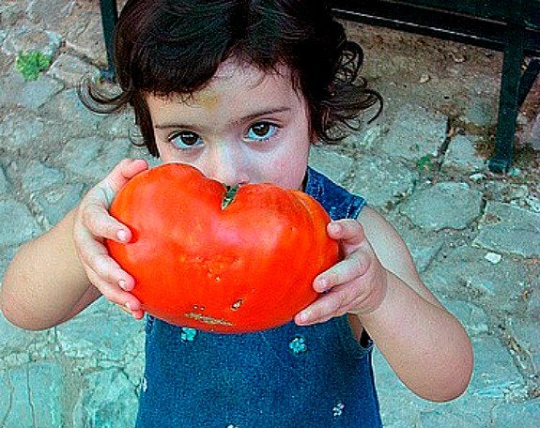 Фото Smart Seeds Emporium