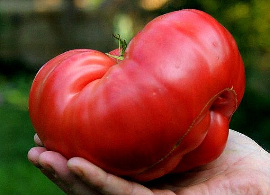 Фото Smart Seeds Emporium