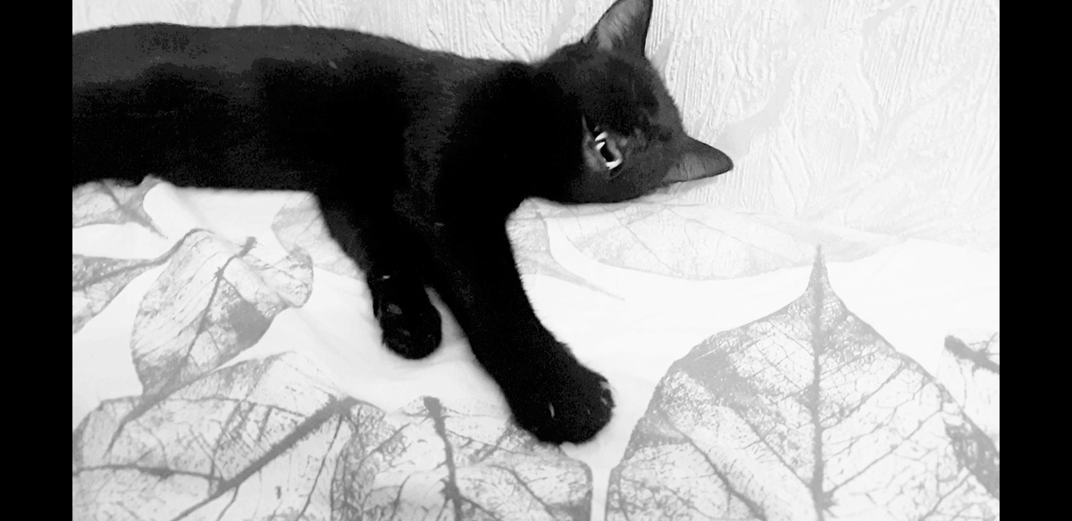 Алиса стащила мясо и довольная