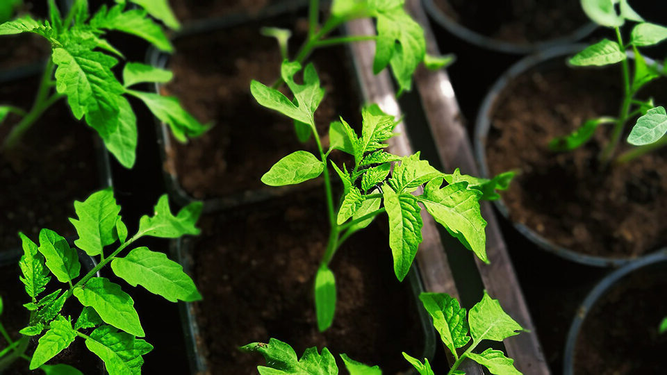 Фото: pixabay.com