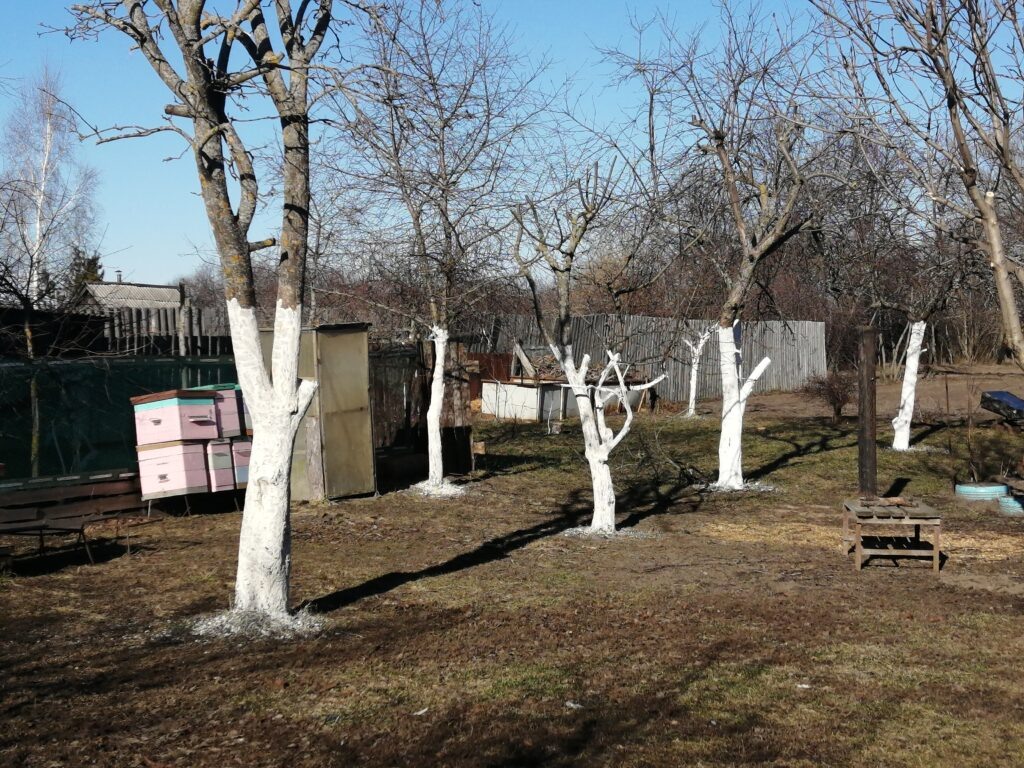 Сад на моём участке.