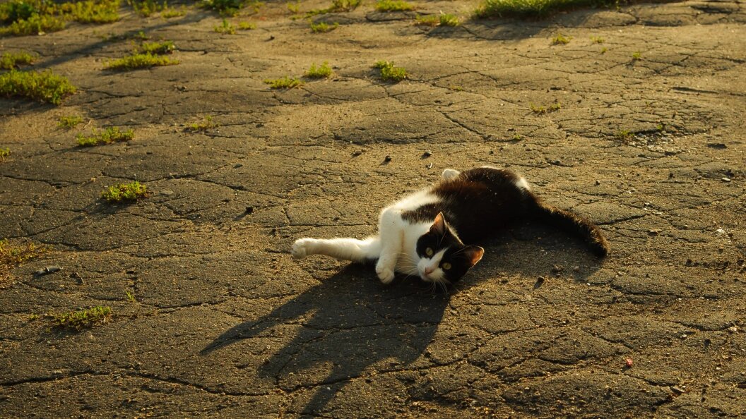    Dmitry Chasovitin/Globallookpress