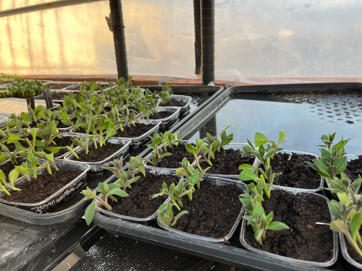 Череночки ждут своего часа 💐