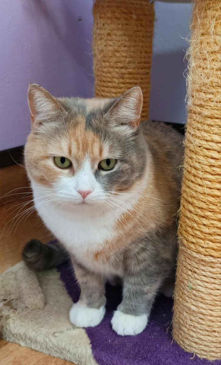 Мира в приюте