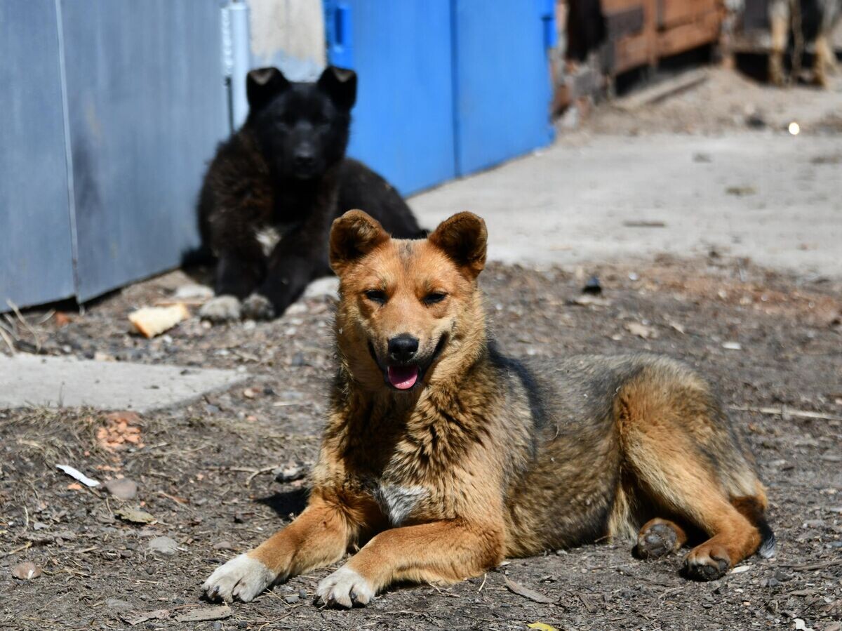    Бродячие собаки лежат у ворот гаражей© РИА Новости / Евгений Епанчинцев
