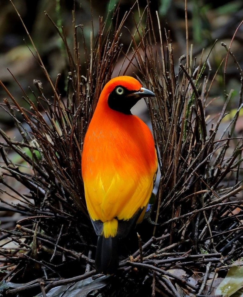 Огненный шалашник