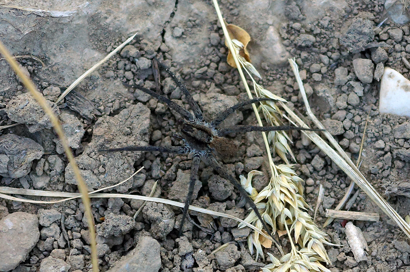 Паук из рода Evippa, семейства пауки-волки. Паутину для ловли жертв не используют, а нападают на добычу из засады, либо бродячим способом