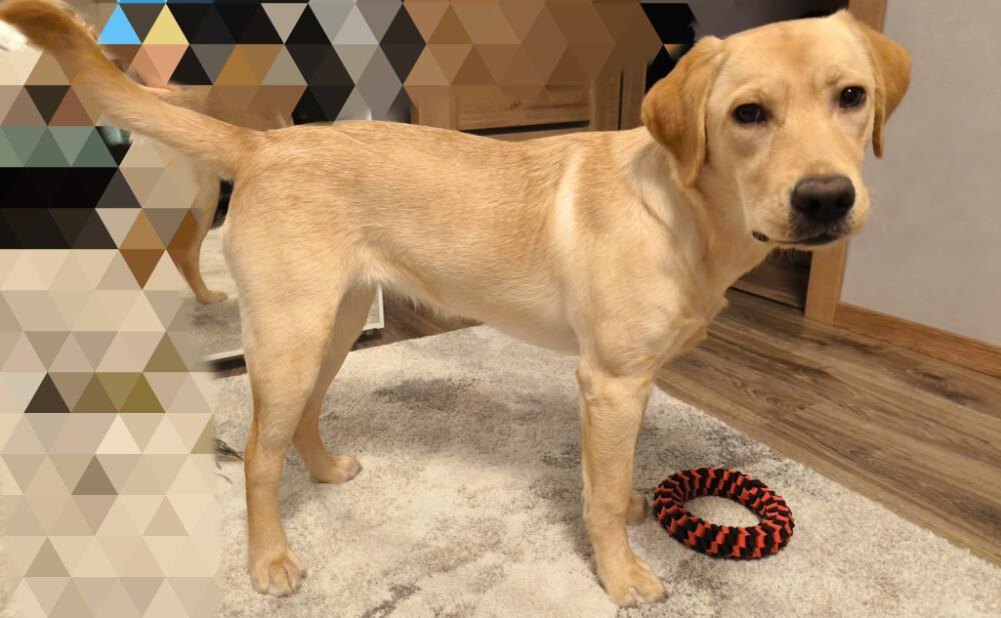 Собака резко начала худеть