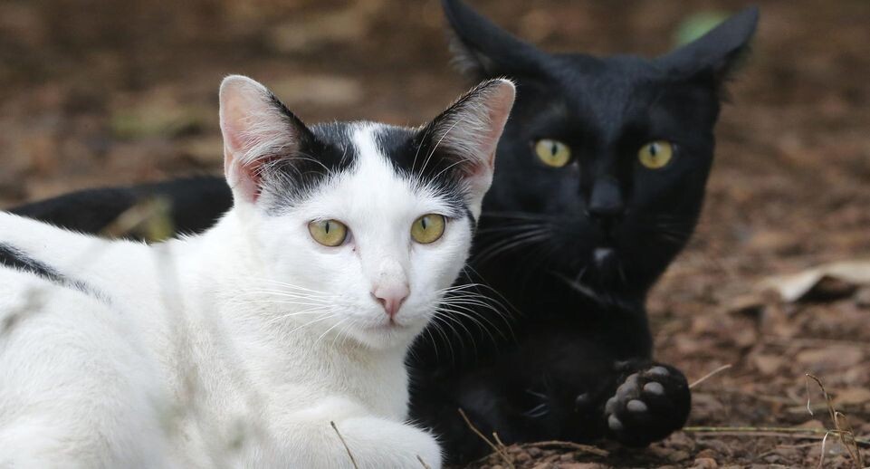    Chaiwat Subprasom/Keystone Press Agency / www.globallookpress.com