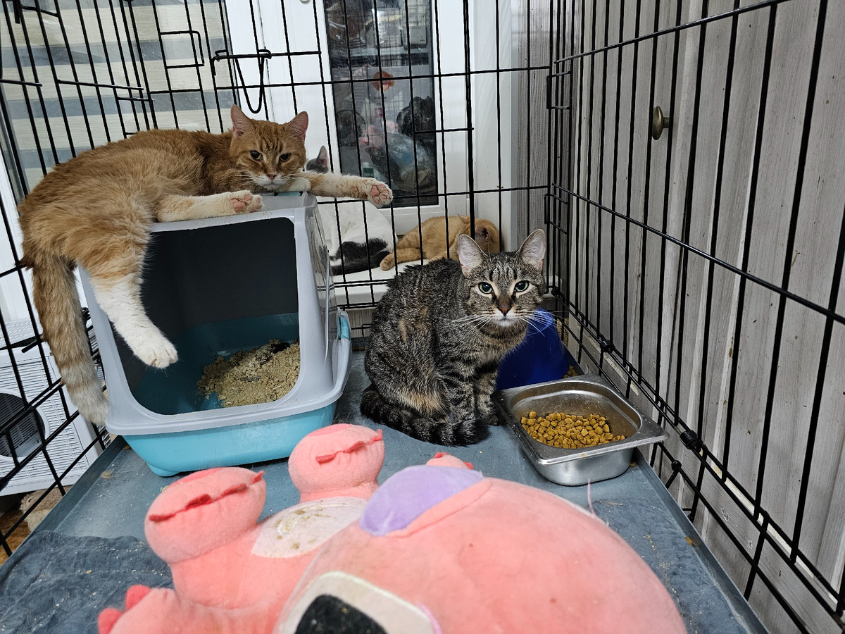 Фото автора. Девочки Рыжуля и Ласка.