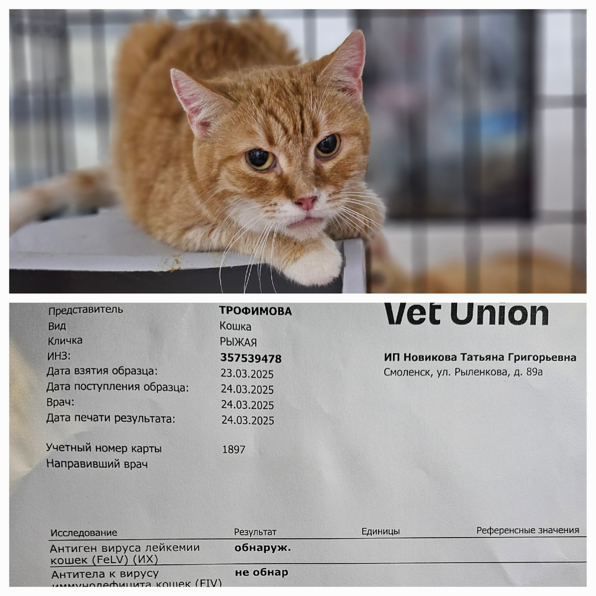 Фото автора. Рыжая. 