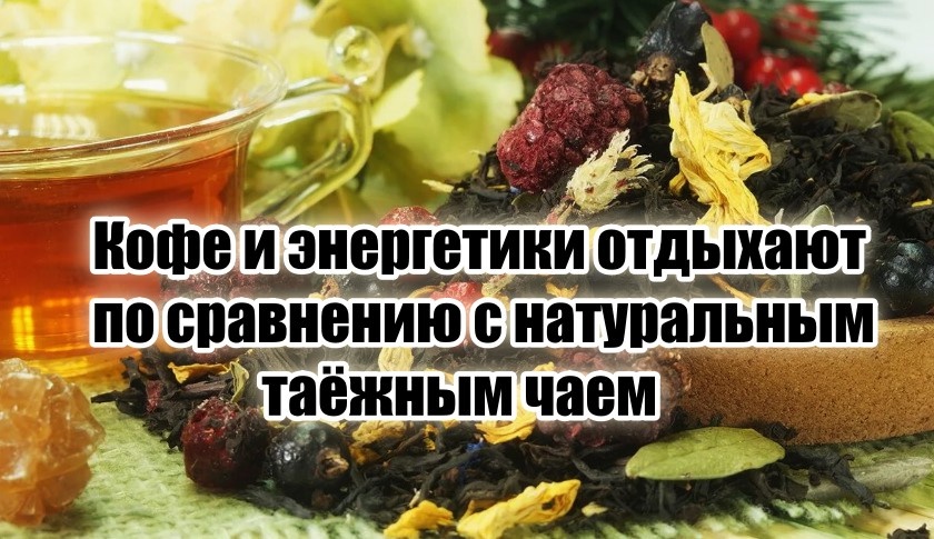А вы когда-нибудь пробовали таежный чай?
