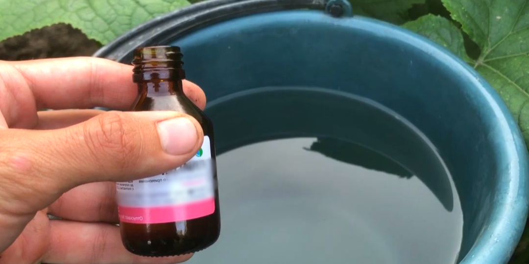 Прыскаю на даче всё подряд, потом аж урожай не успеваю собирать: суперподкормка из 1 ингредиента