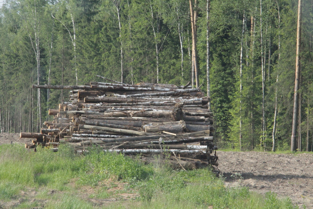 Как взять в аренду лесной участок