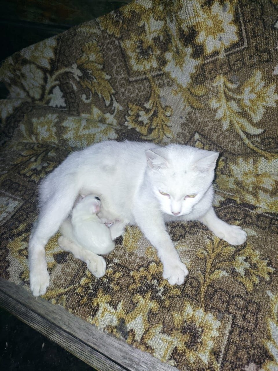 Белоснежка с Милкой на улице