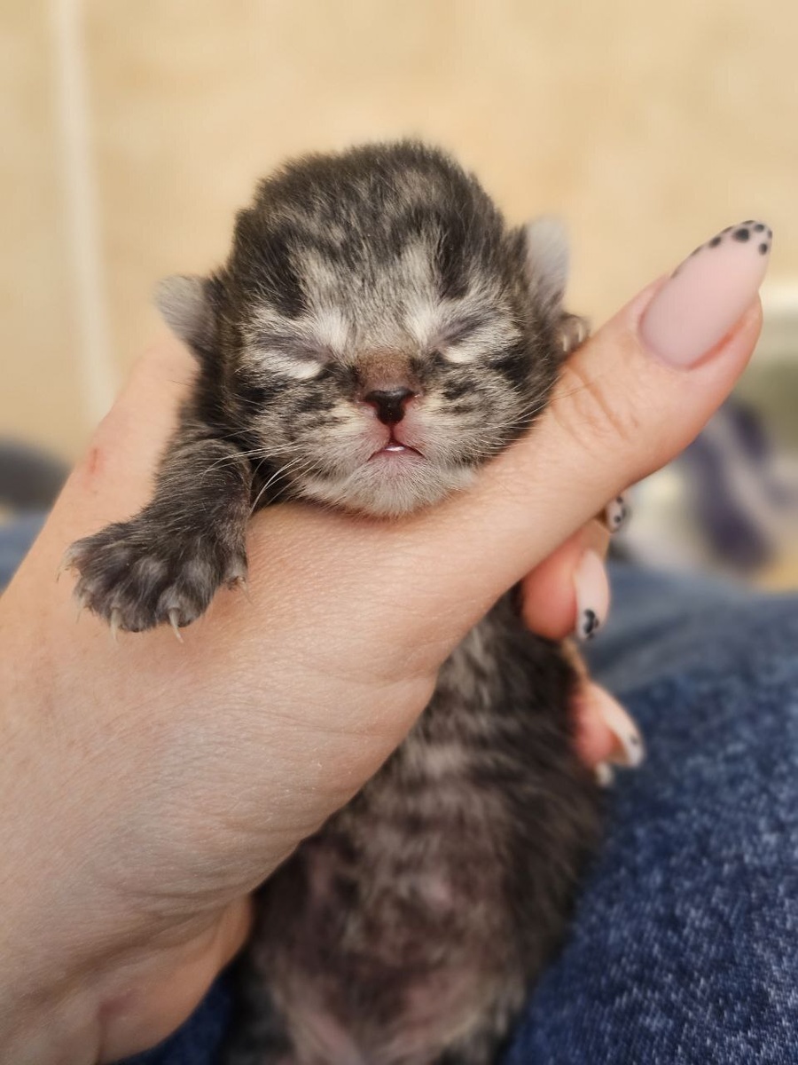 Малышки Белоснежки - Масяня и Милка (для просмотра следующих фото листайте вправо)