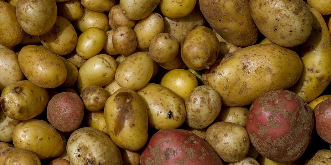 Проволочник сбежит с грядки: дачники подсыпают в лунку этот простой порошок