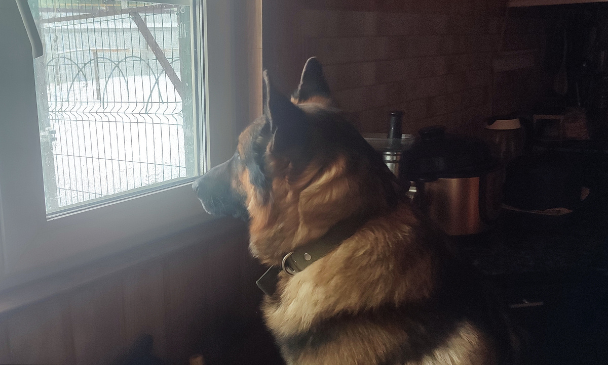 Бося смотрит в окно и ждёт гостей. 