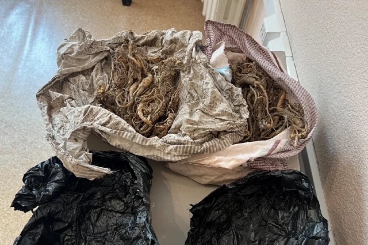    Китаец пытался вывезти из Приморья 100 корней женьшеня в нижнем белье