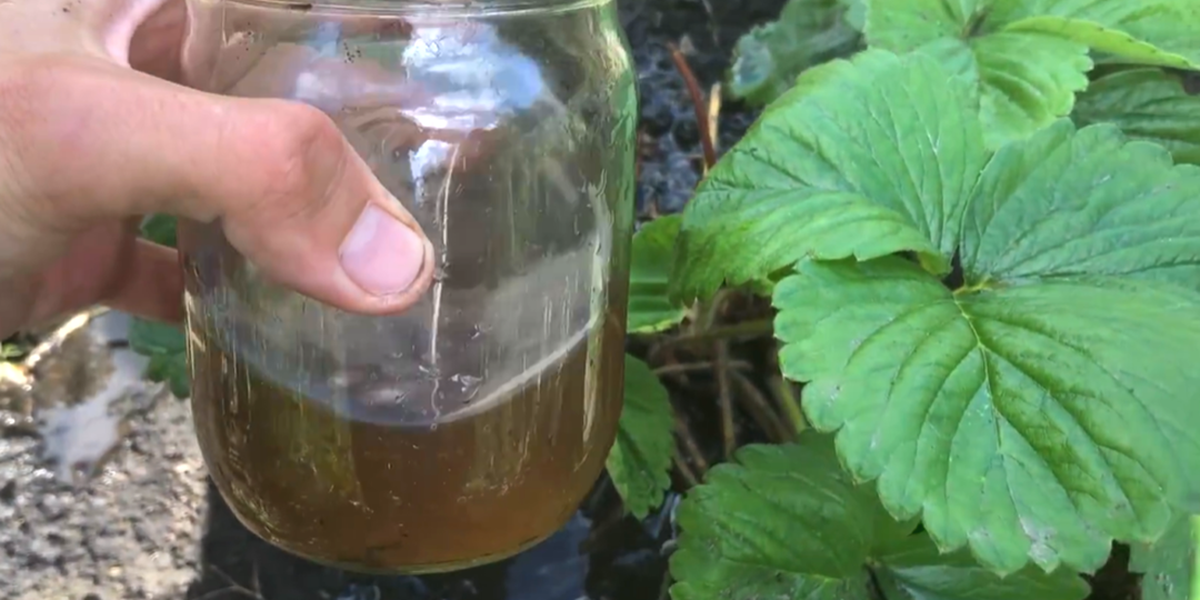 Подкормите клубнику в апреле-мае, чтобы уже в это лето она завалила урожаем (натуральная подпитка)