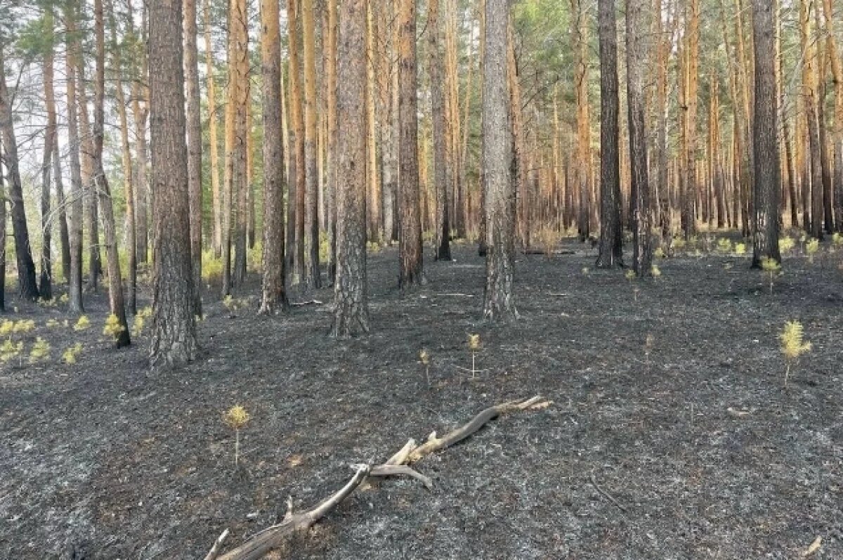    Красноярские полицейские нашли виновника первого лесного пожара в этом году