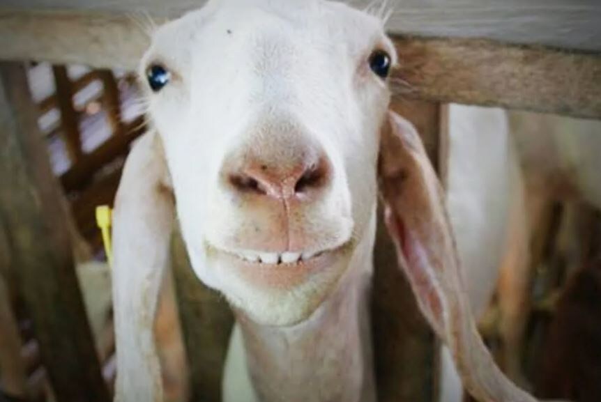 Они умеют улыбаться))