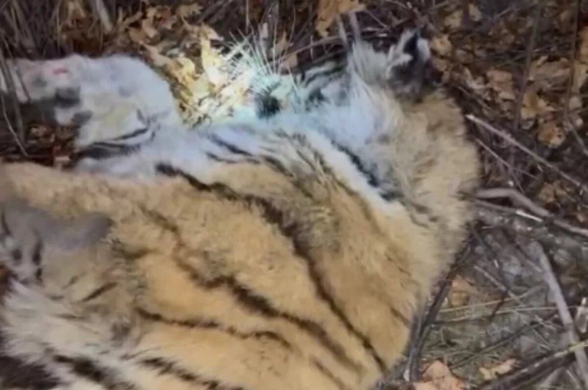    10-й проблемный тигр пойман в Хабаровском крае — он сам вышел к людям