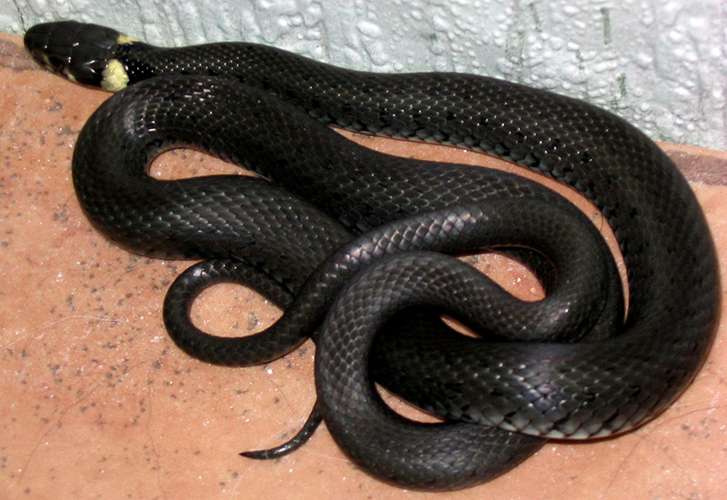 Фото из Яндекса. Спасибо автору. 