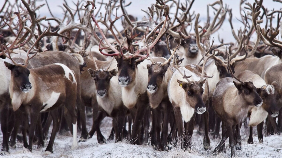    Фото: Андрей Ткачев/«Ямал-Медиа»