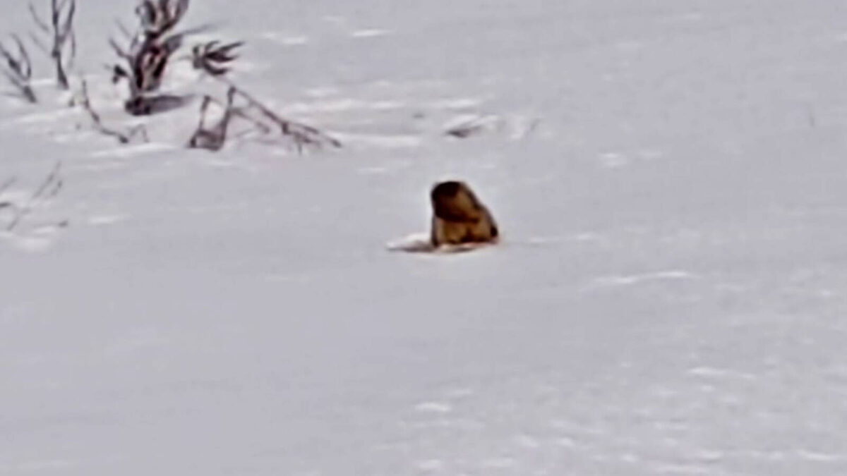 Фото: пресс-служба Госкомитета РТ по биоресурсам