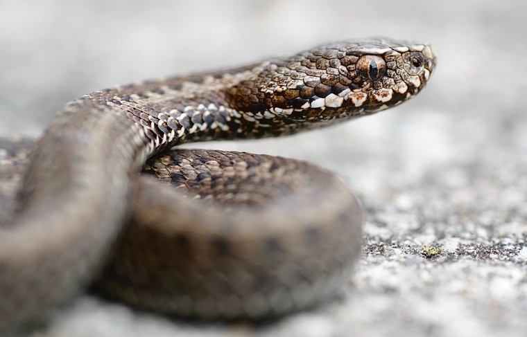    Shutterstock/FOTODOM