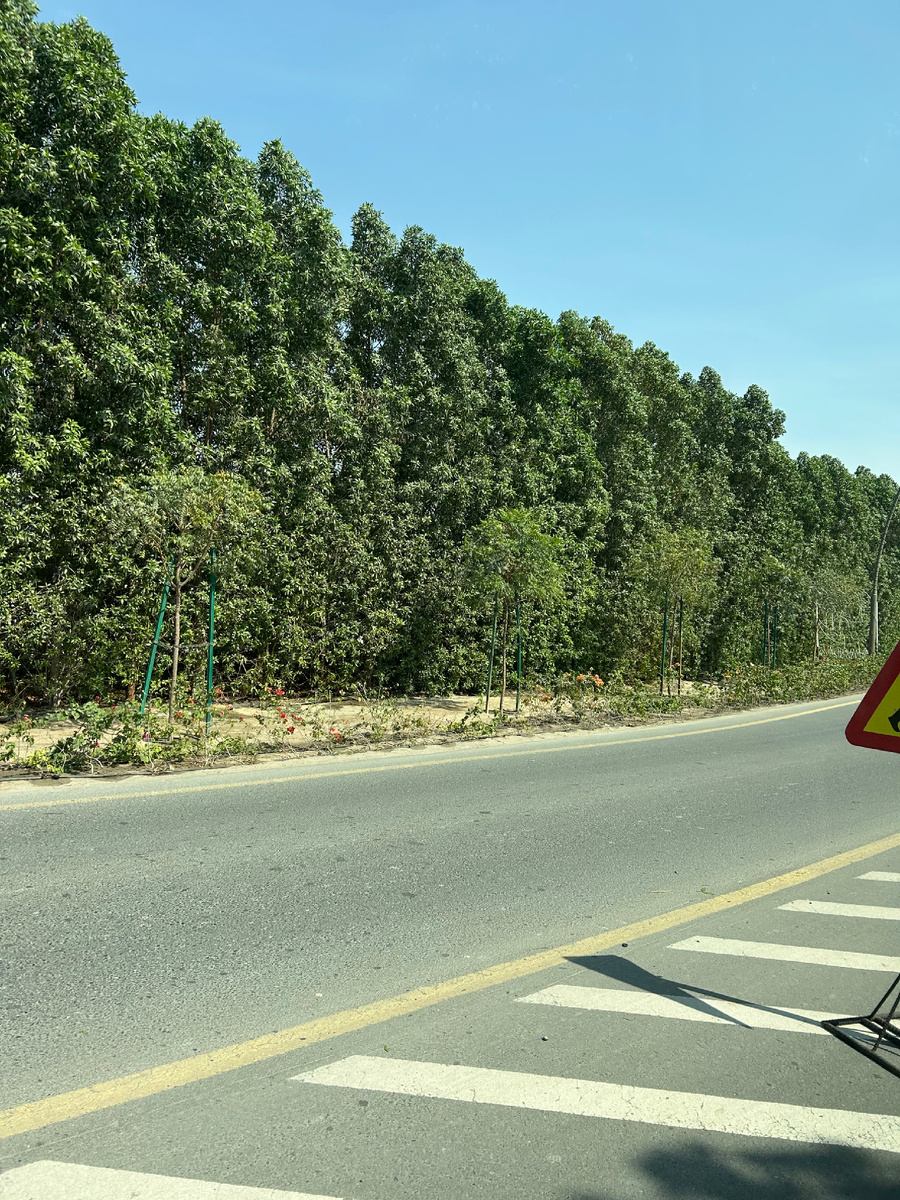 А за деревьями пустыня