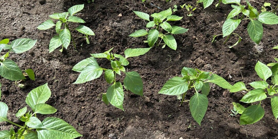 Добавьте всего каплю — и рассада вырастет крепче, чем у соседей