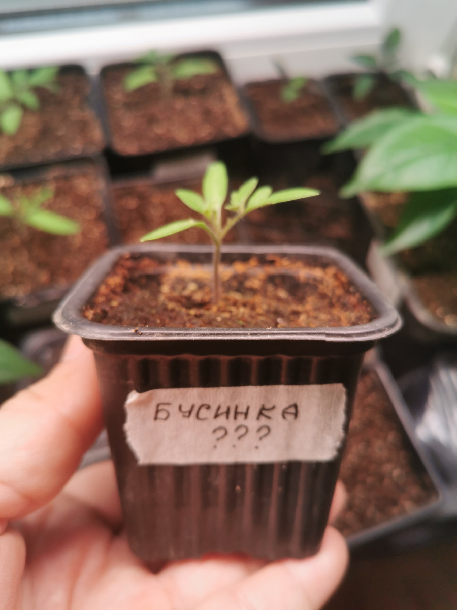 Псевдо-перец "Бусинка"