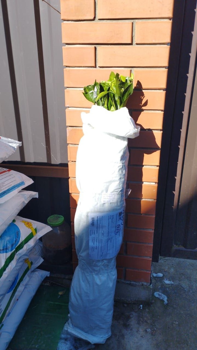 Посылка с саженцами цитрусов