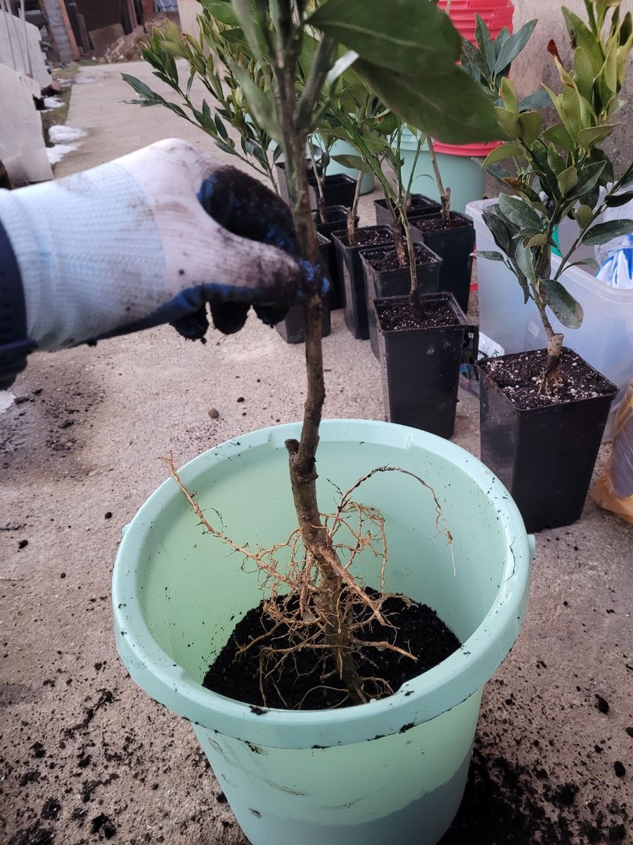 Открытая корневая саженца мандарина