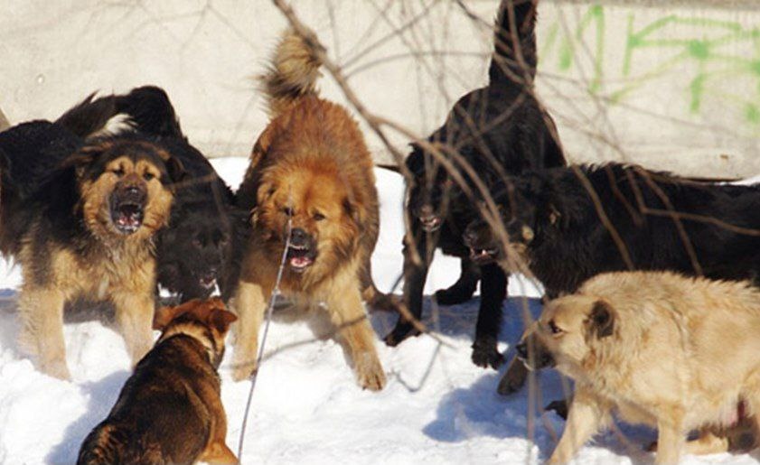 В Новокузнецке в пяти районах города введен режим экстраординарной ситуации