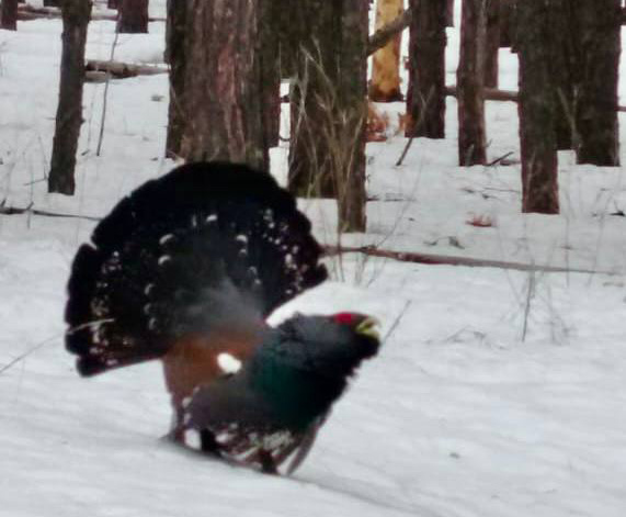    В Бузулукском бору начали токовать глухари Оренбуржье
