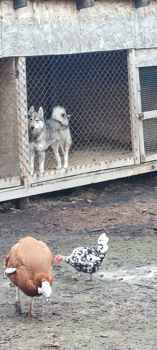 Тунгус смотрит на птичек