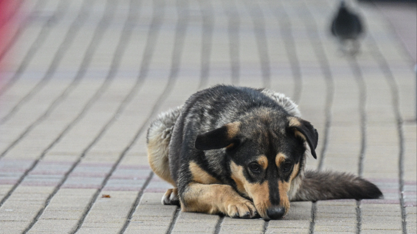    Фото: © РИА Новости/Рамиль Ситдиков