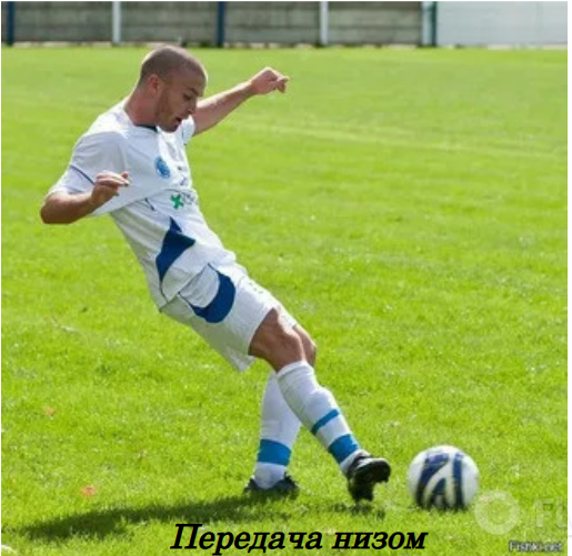 Пас должен идти в ногу сокомаднику