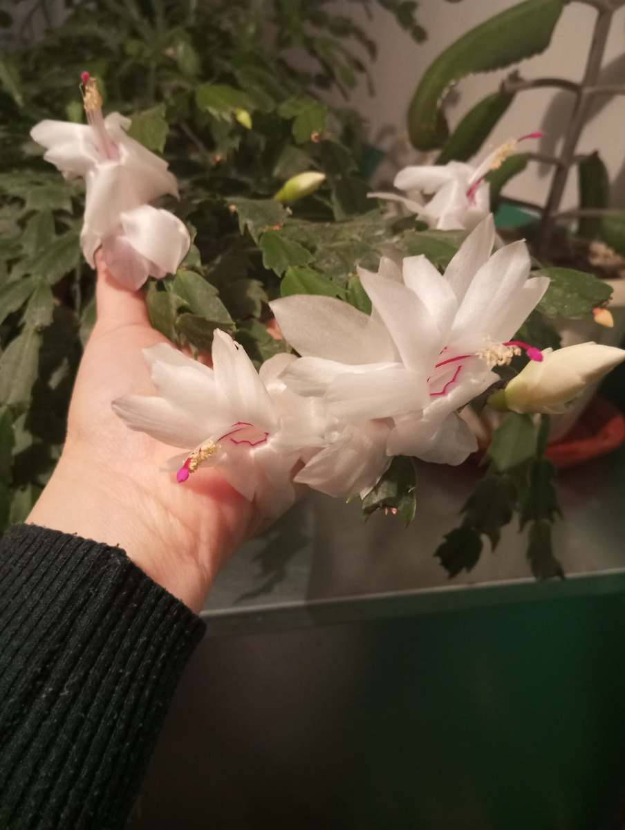 Декабристу всё равно, что март и скоро апрель за окном, он все накидывает и накидывает бутоны