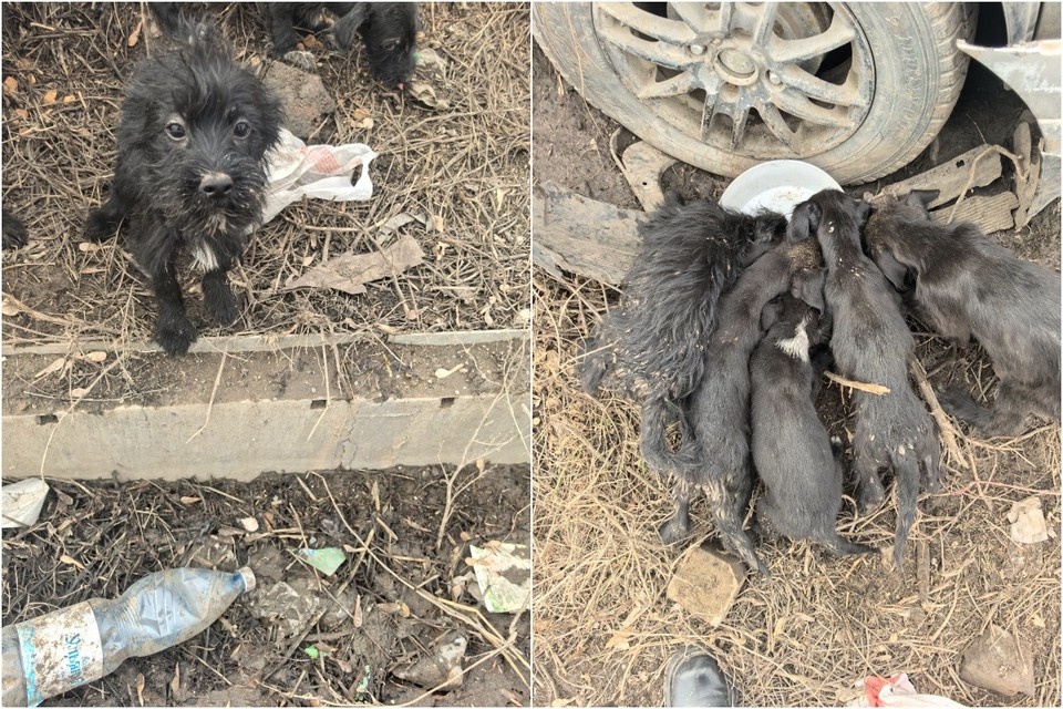    Такими нашли щенков в промзоне. Фото: предоставлено «Комсомолке».