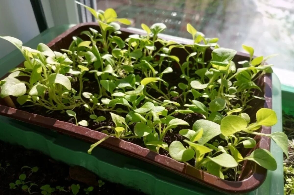    Подростки начали интересоваться в интернете советами по садоводству